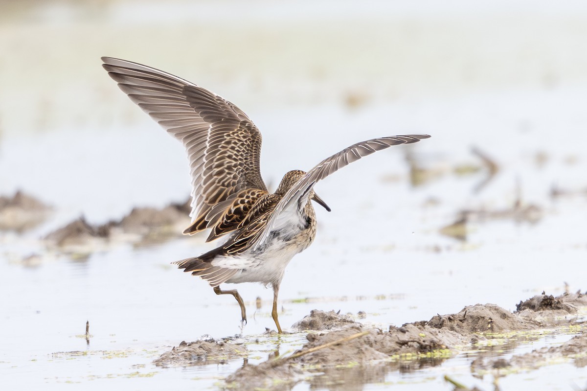 Pectoral Sandpiper - ML642294993