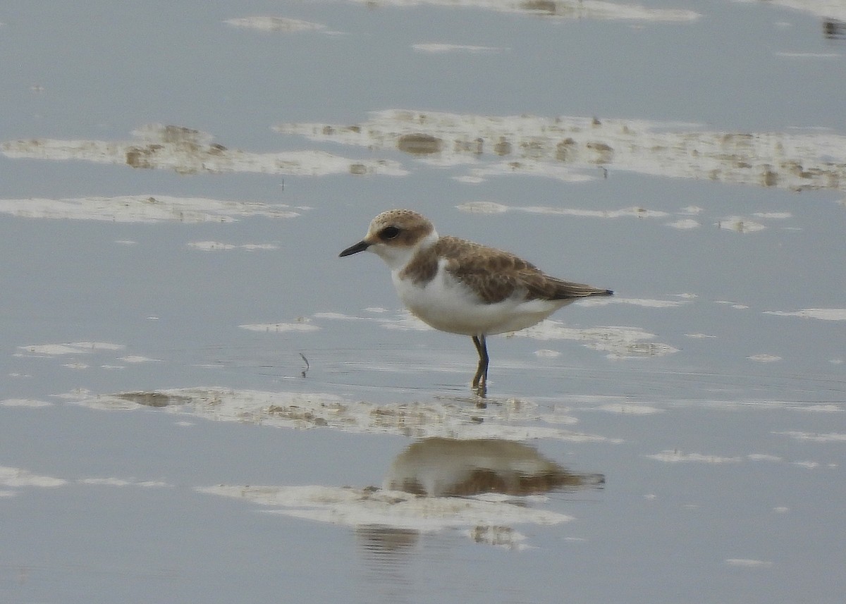 Kentish Plover - ML642294998