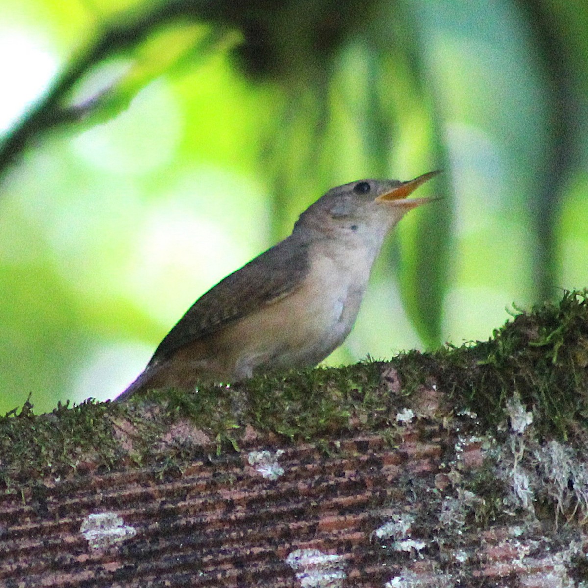 Southern House Wren - ML642294999