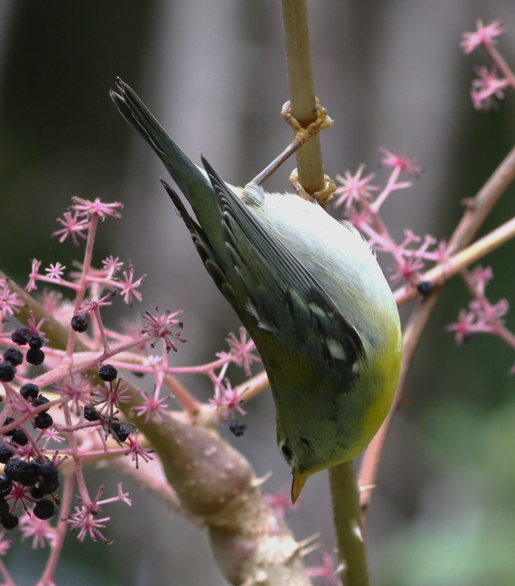Northern Parula - ML642295003