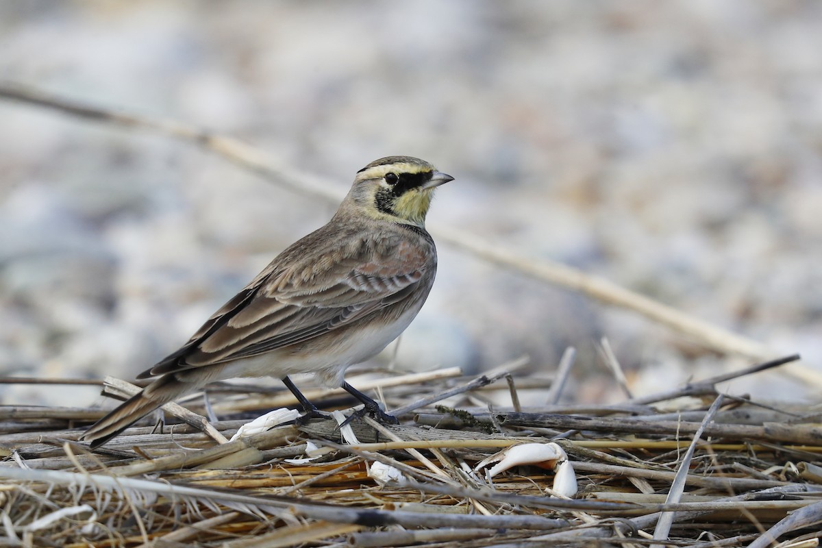 Horned Lark - ML642295008