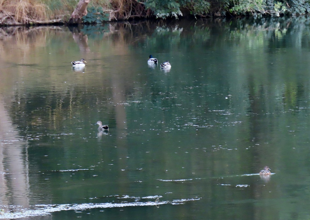 Gadwall - ML642295009