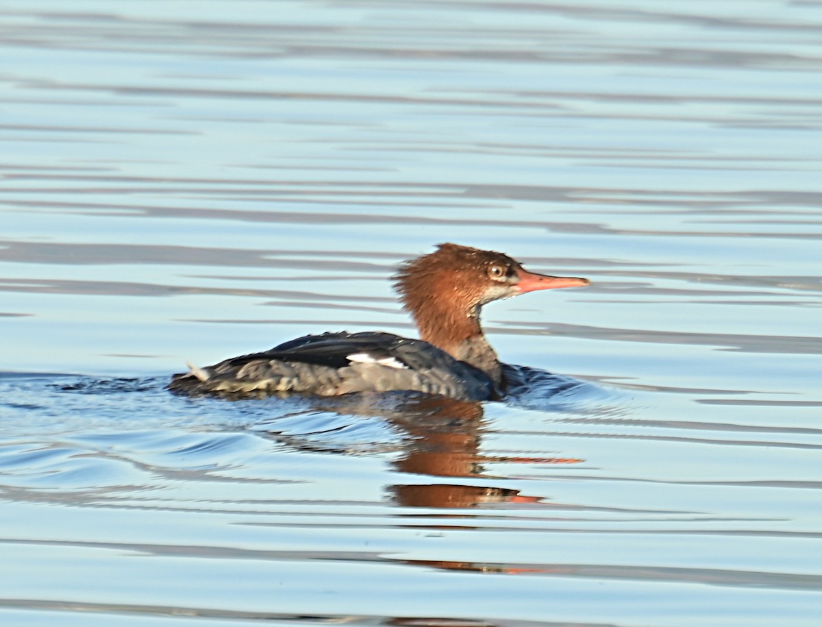 Common Merganser - ML642295010