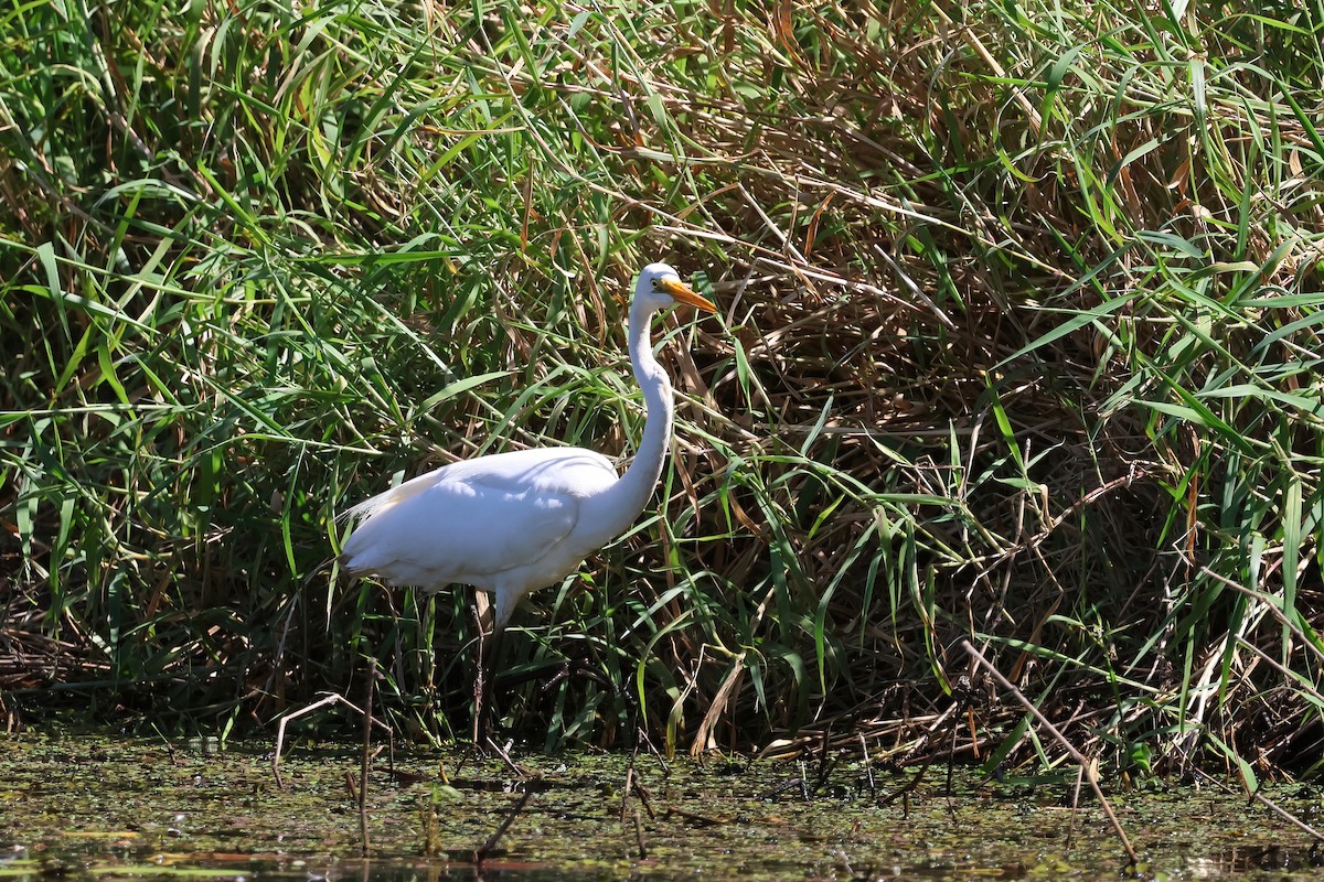 Great Egret - ML642295017