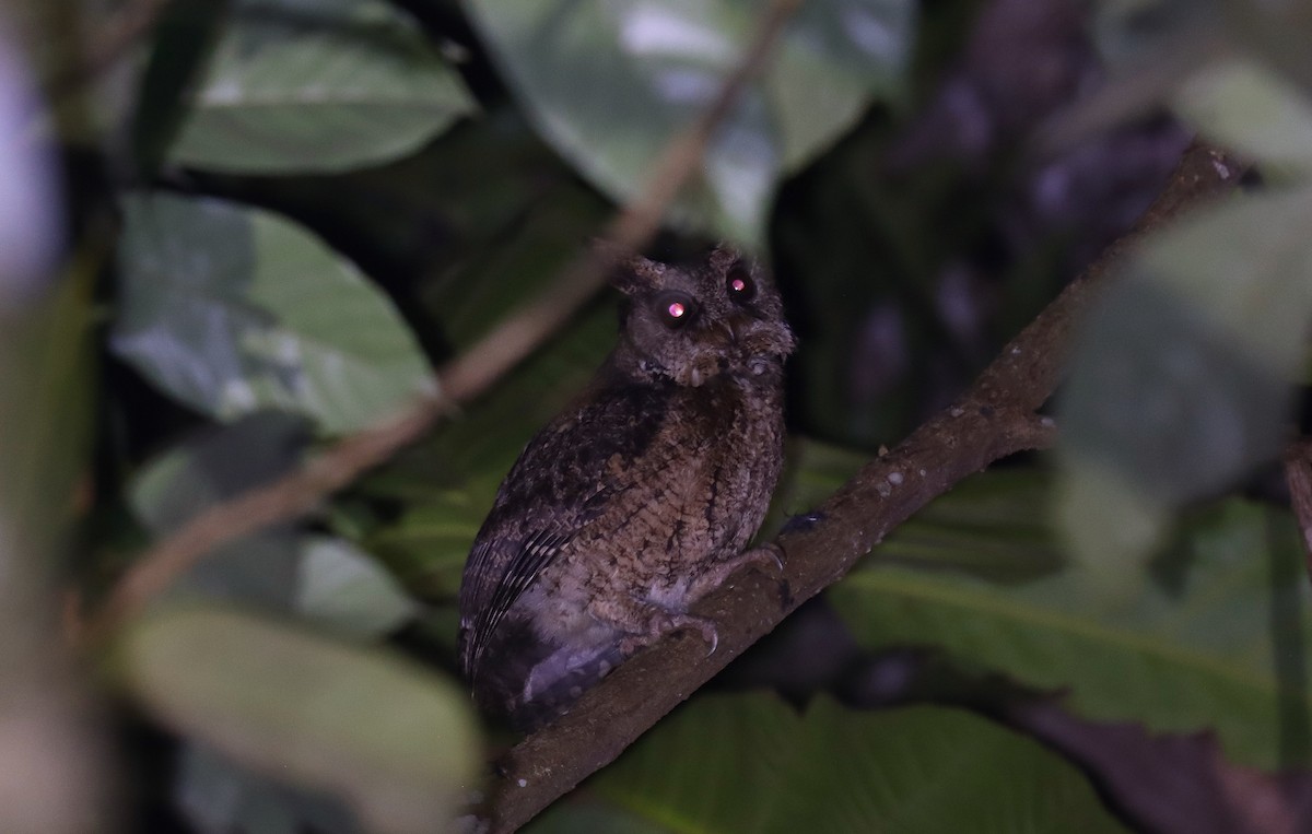 Everett's Scops-Owl - ML642295022