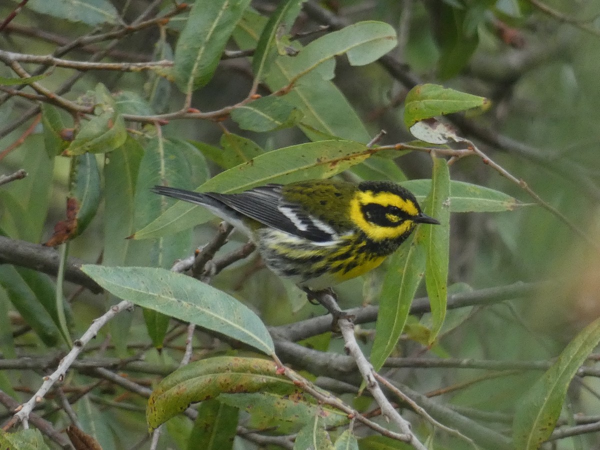Townsend's Warbler - ML642295027