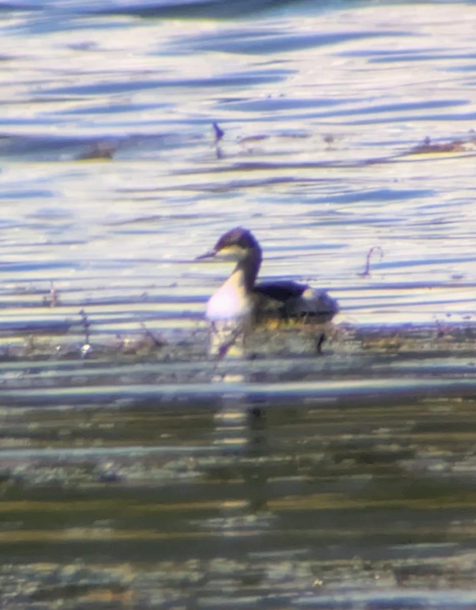 Horned/Eared Grebe - ML642295035