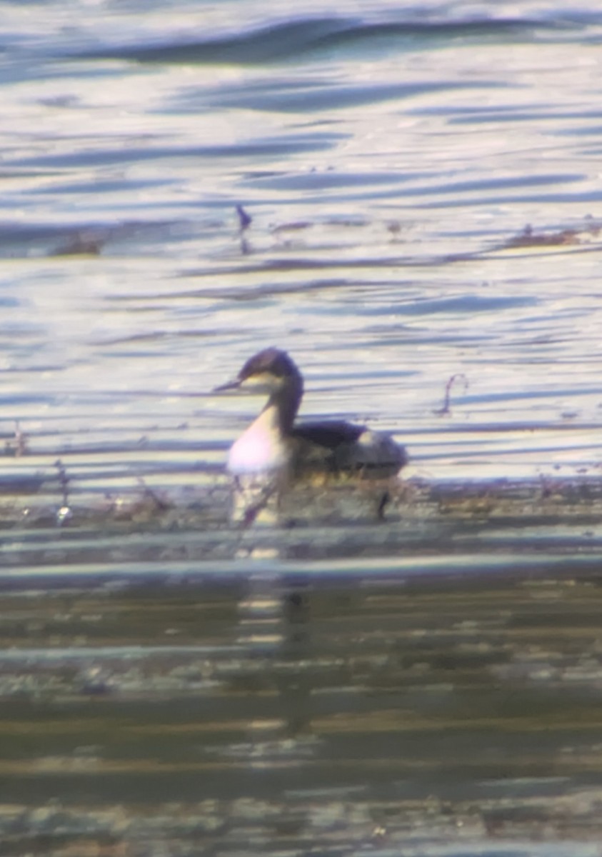 Horned/Eared Grebe - ML642295036