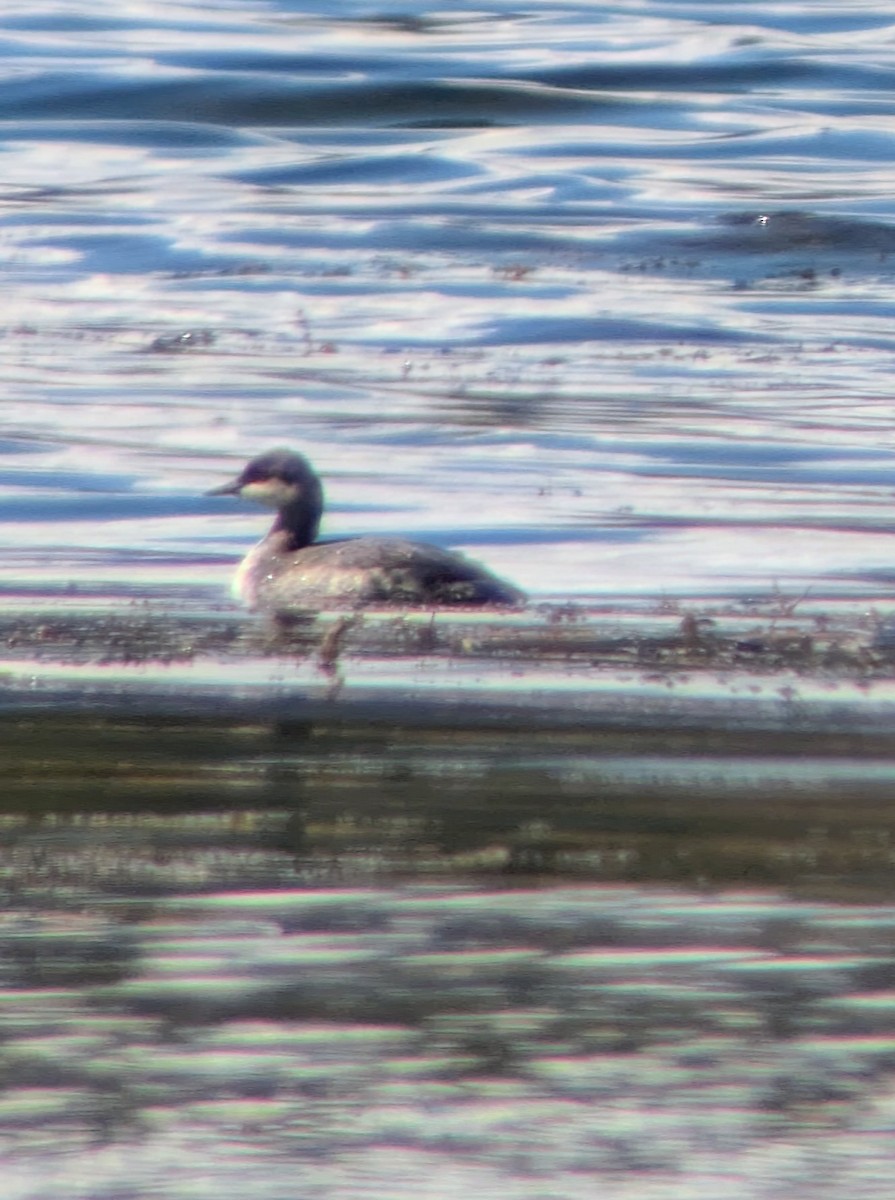 Horned/Eared Grebe - ML642295037