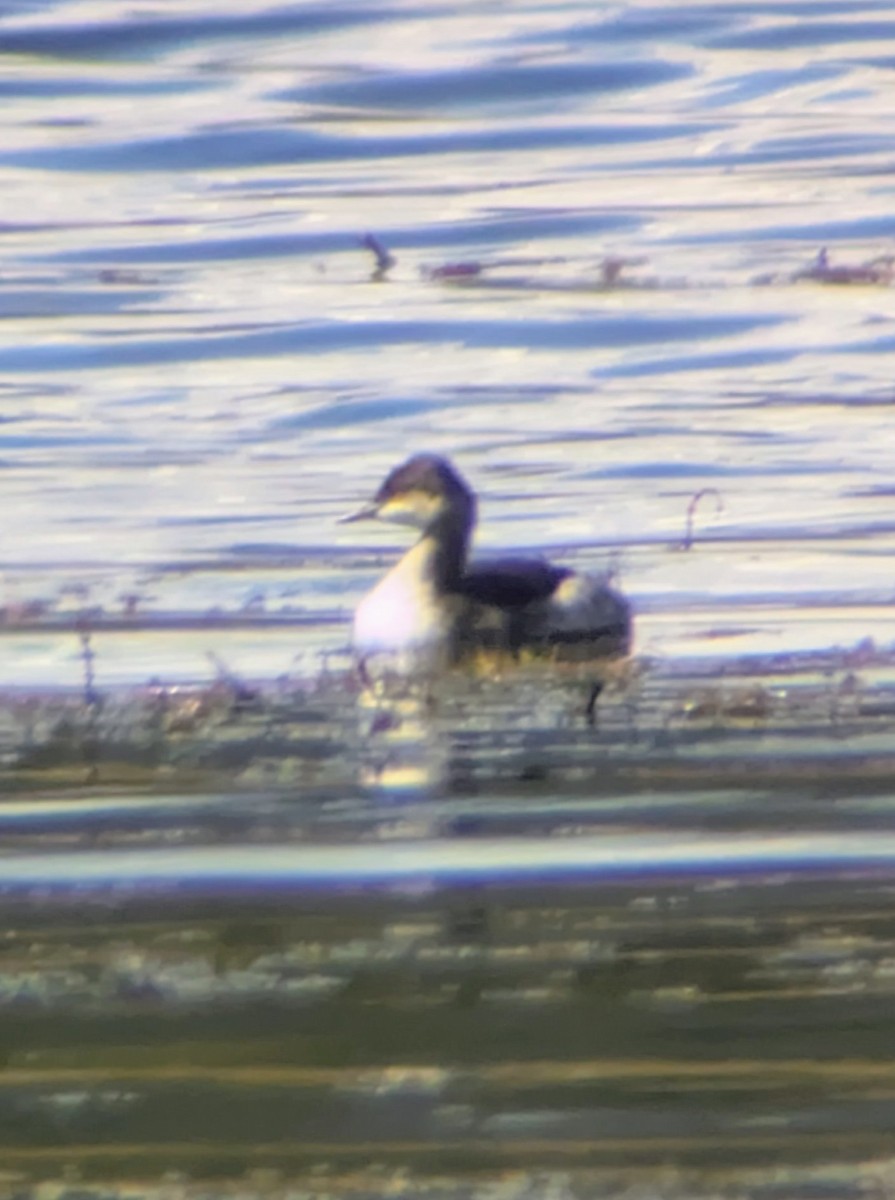 Horned/Eared Grebe - ML642295038