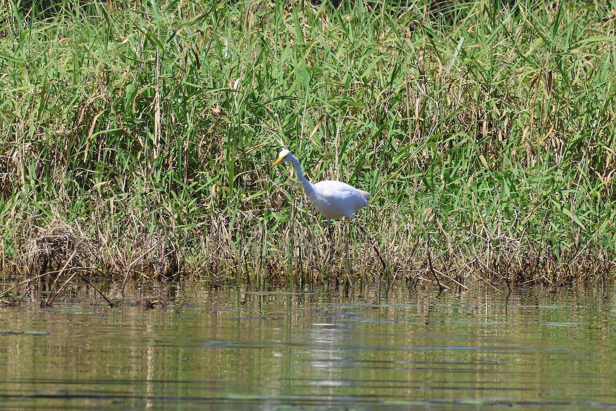 Plumed Egret - ML642295044