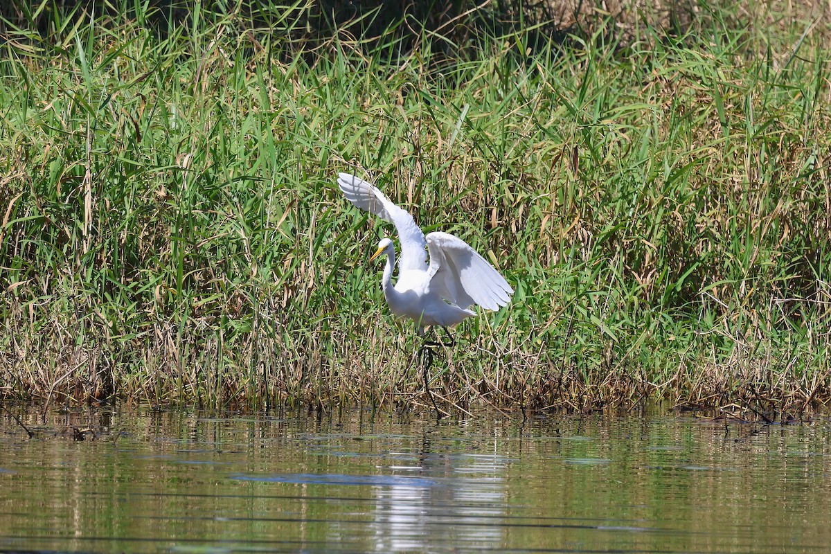 Plumed Egret - ML642295045