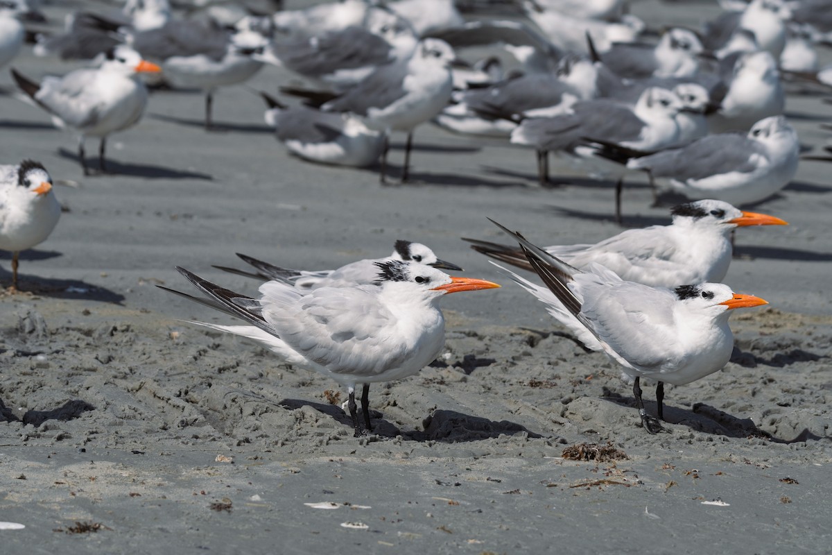 Royal Tern - ML642295050