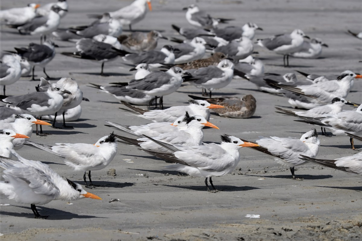Royal Tern - ML642295051