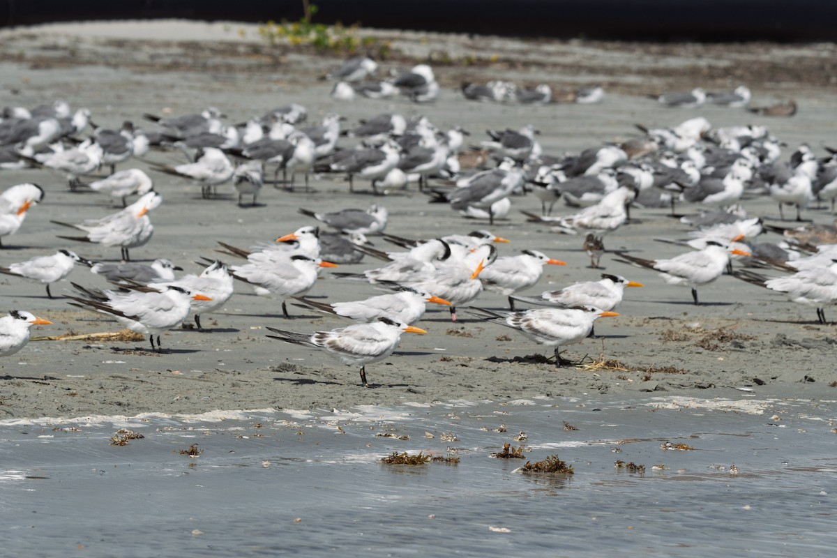 Royal Tern - ML642295052