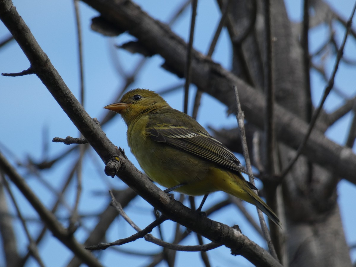 Western Tanager - ML642295057