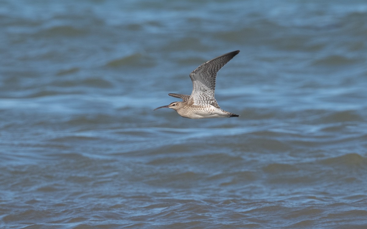 Whimbrel - ML642295058