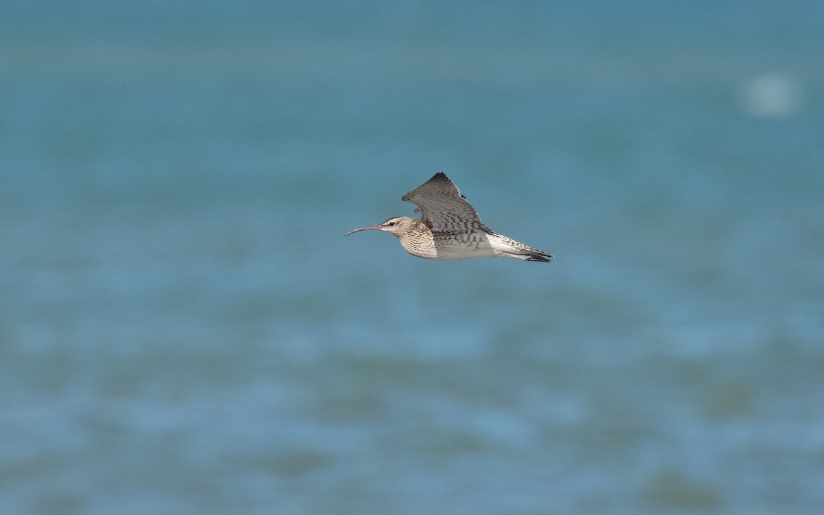 Whimbrel - ML642295059