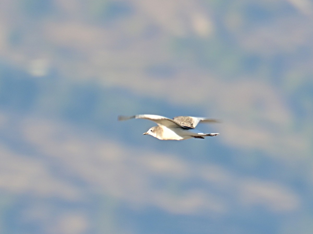 Sabine's Gull - ML642295060