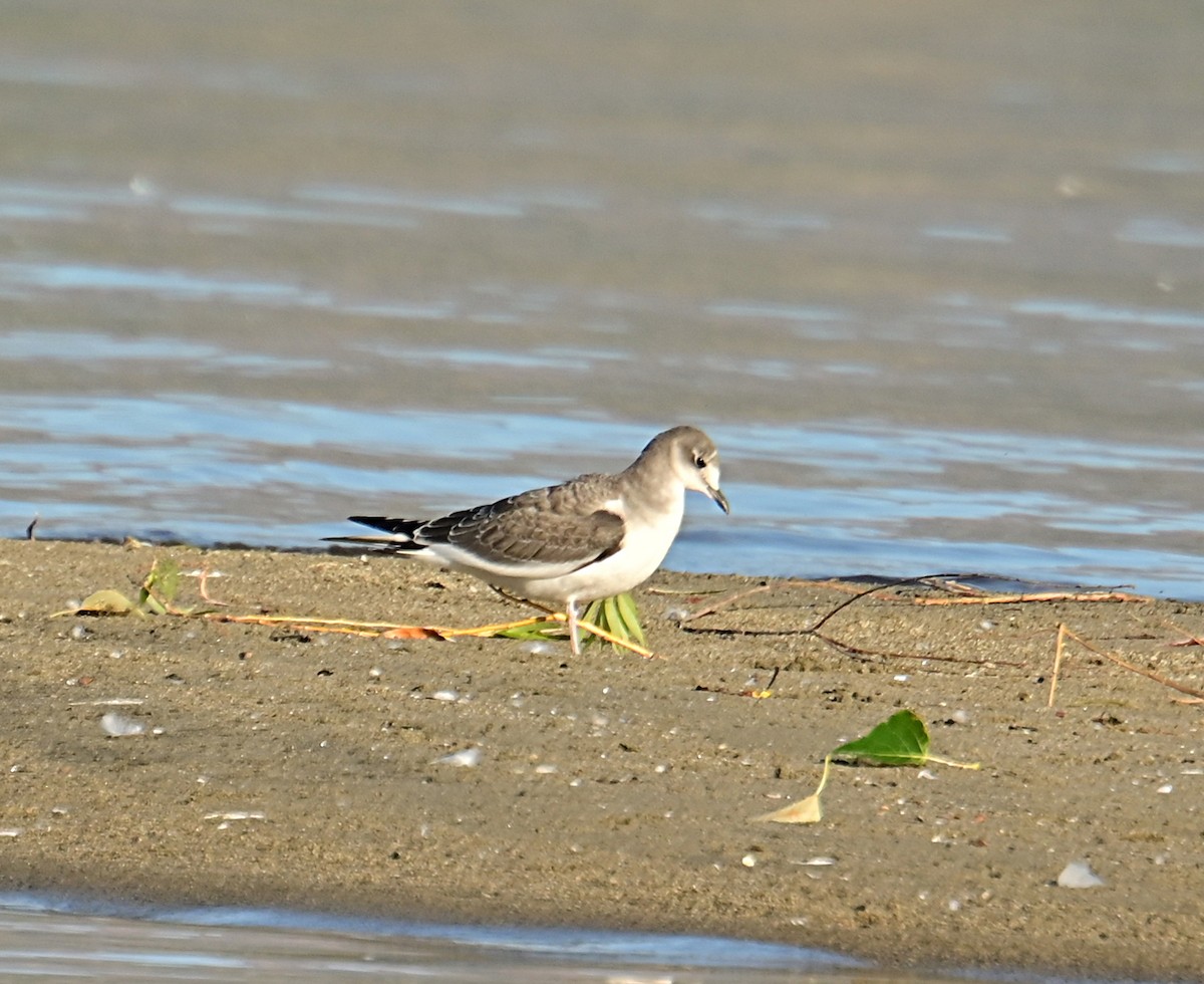 Sabine's Gull - ML642295061