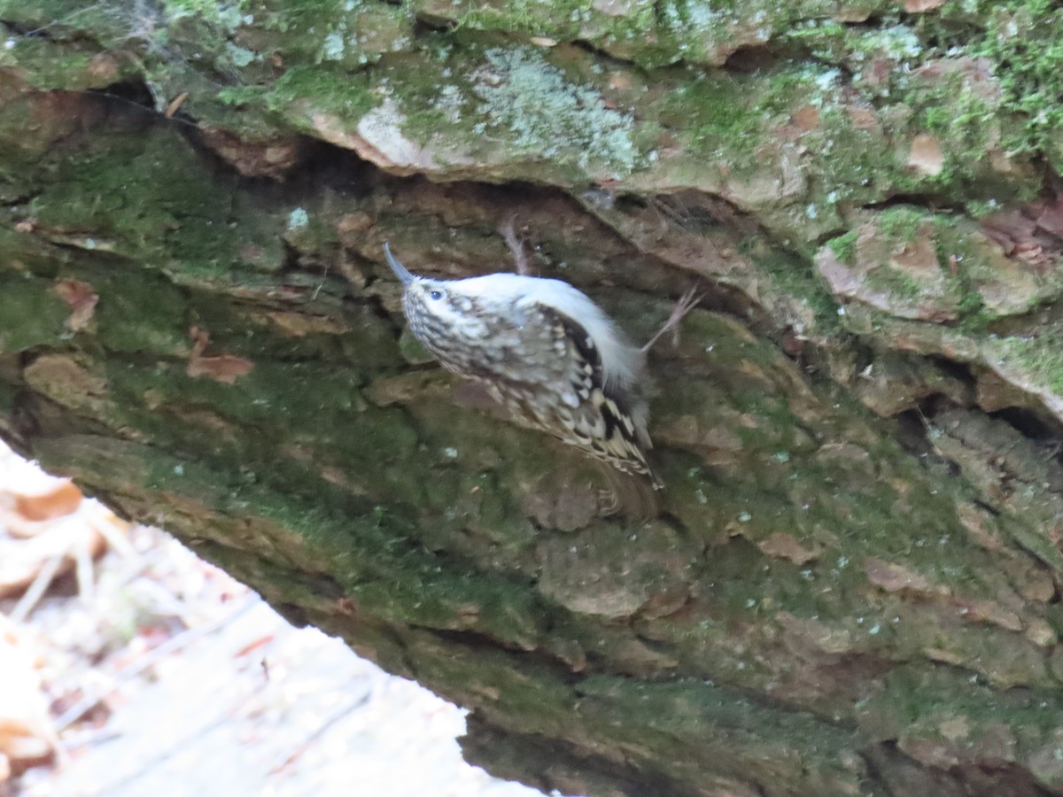 Brown Creeper - ML642295062