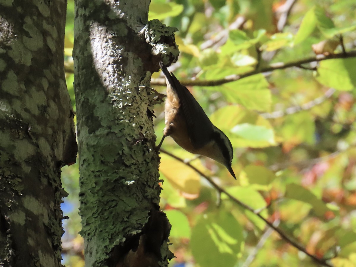 Red-breasted Nuthatch - ML642295064