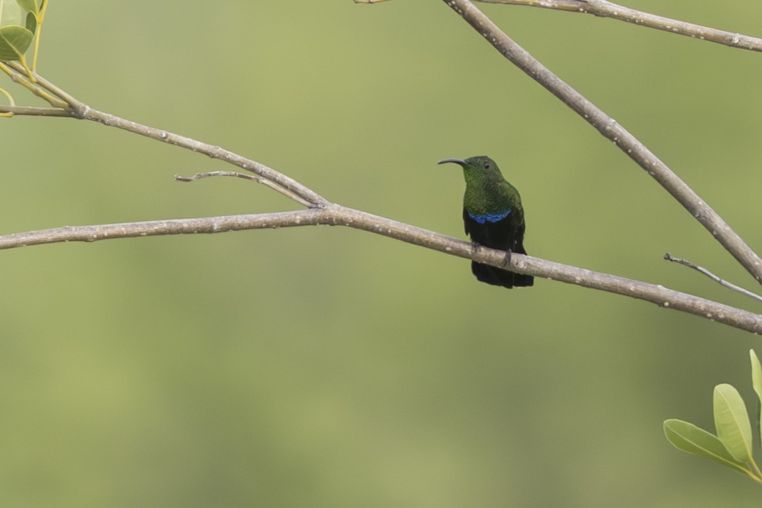 Green-throated Carib - ML642295065