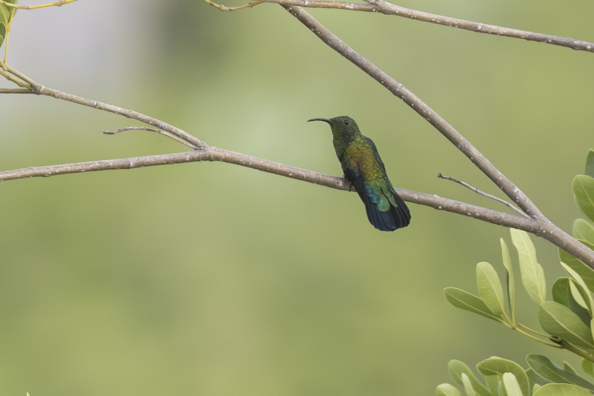 Green-throated Carib - ML642295066