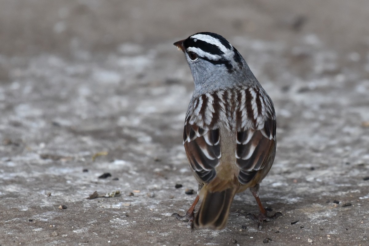 White-crowned Sparrow - ML642295067