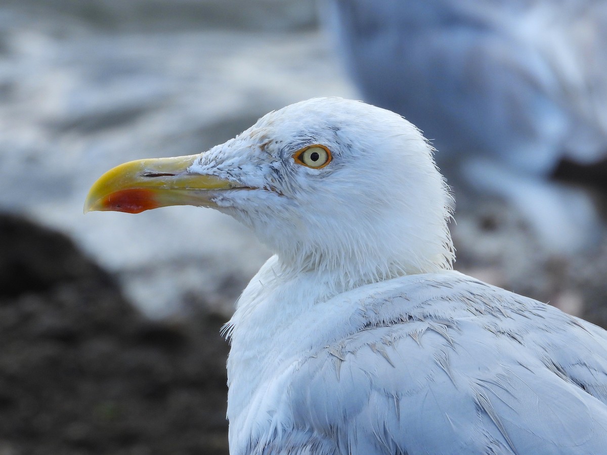 European Herring Gull - ML642295068