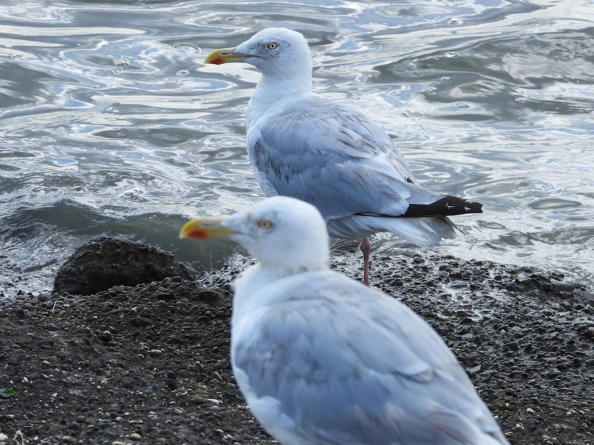European Herring Gull - ML642295069