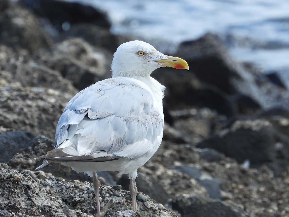 European Herring Gull - ML642295070