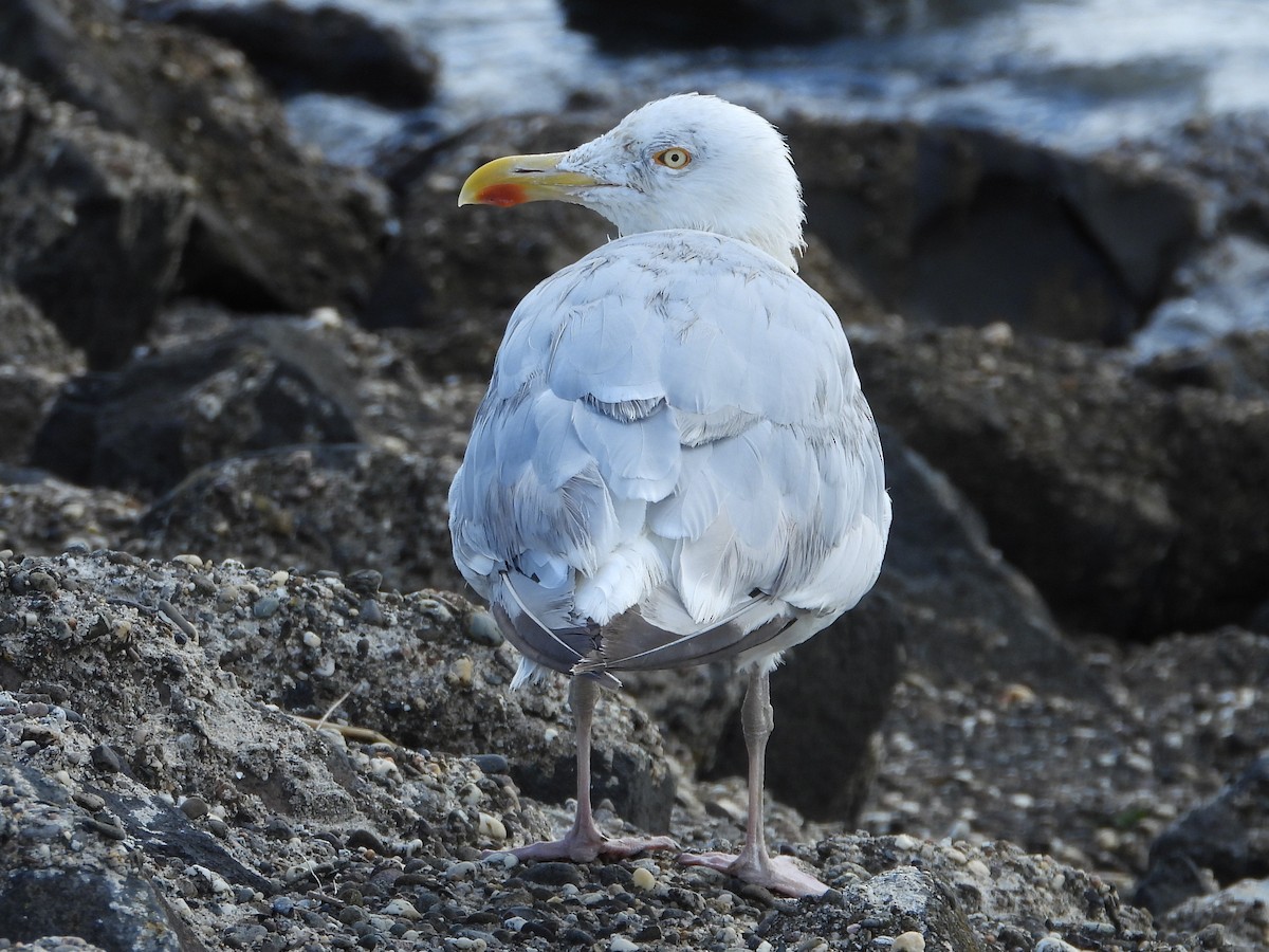 European Herring Gull - ML642295071