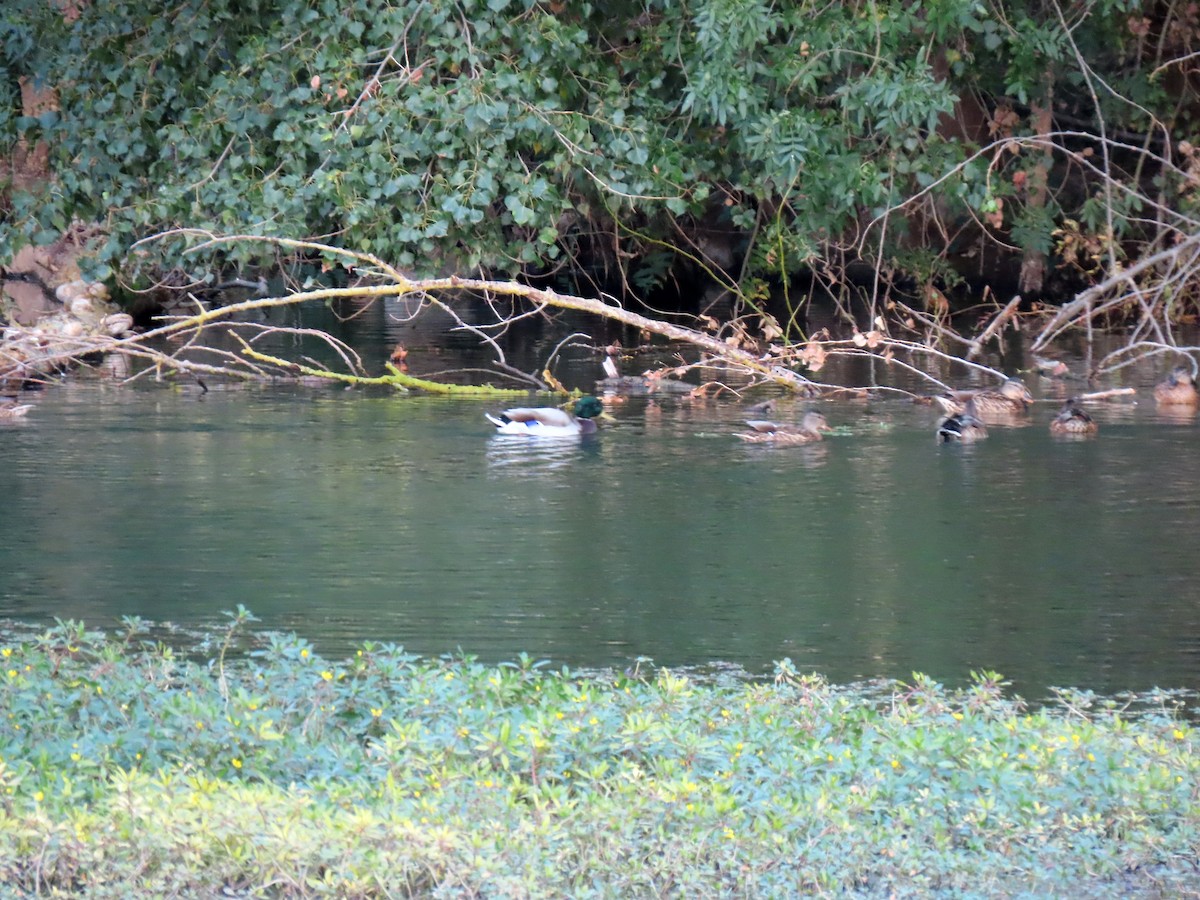 Mallard - ML642295072