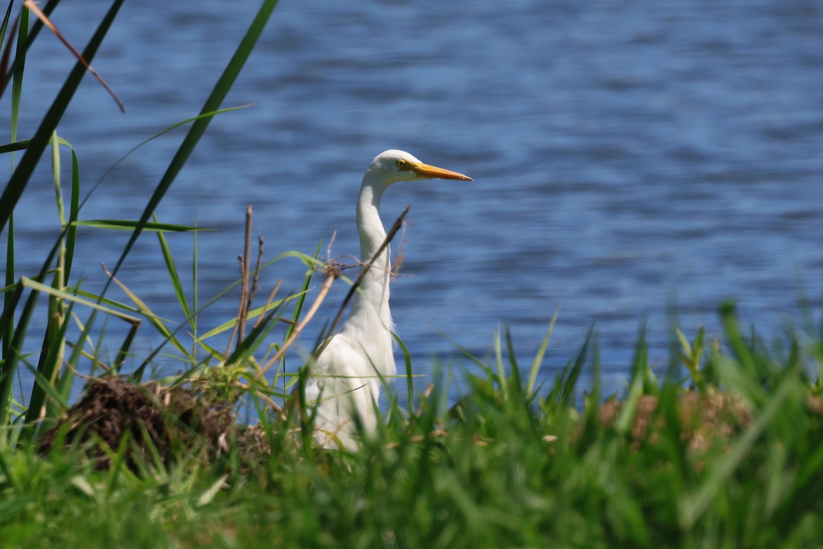 Plumed Egret - ML642295074