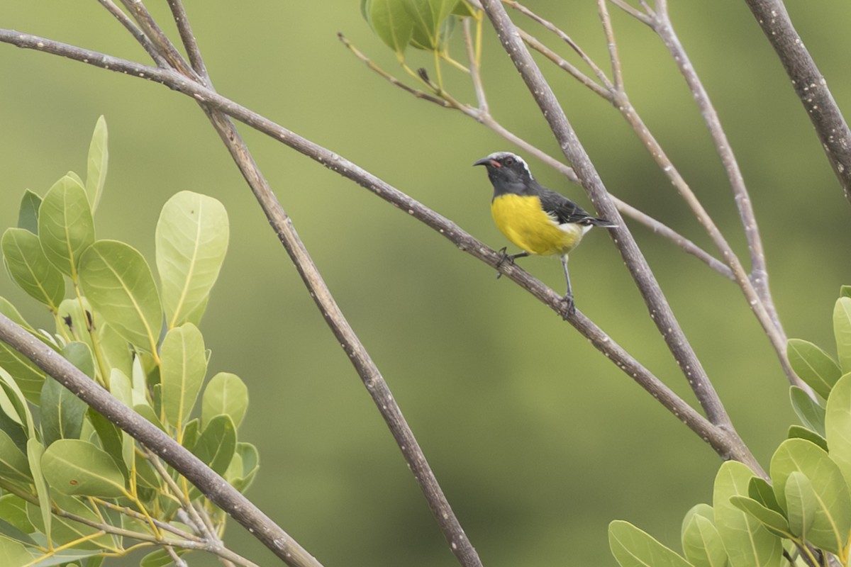 Bananaquit - ML642295077