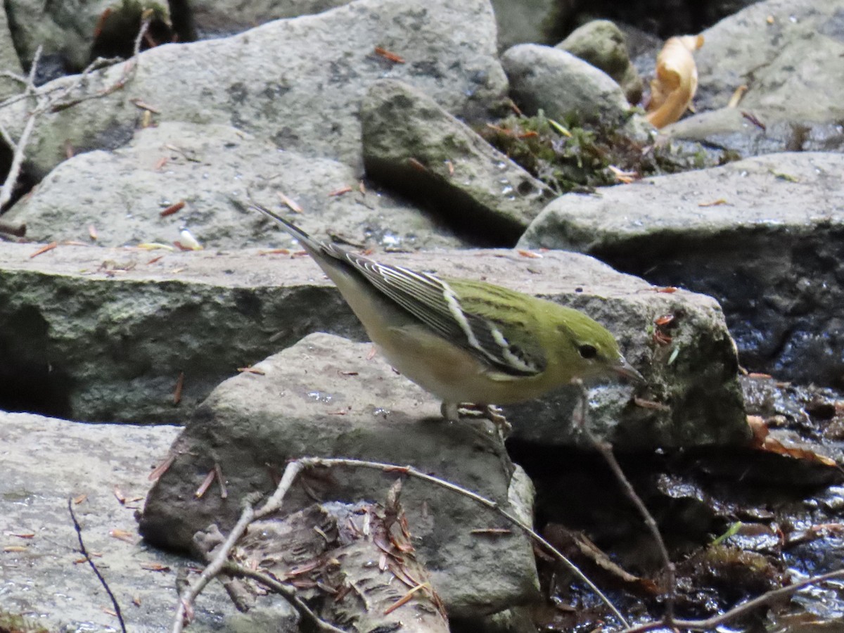 Bay-breasted Warbler - ML642295078