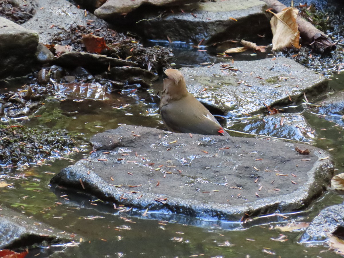 Cedar Waxwing - ML642295093