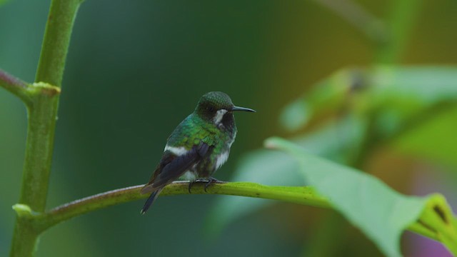 Green Thorntail - ML642295115
