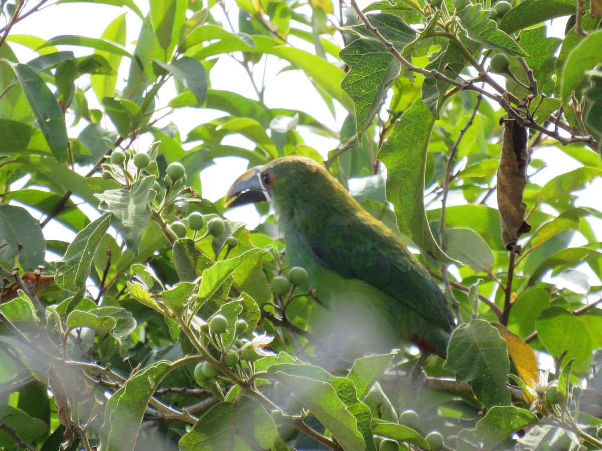 Toucanet à gorge blanche - ML642295120