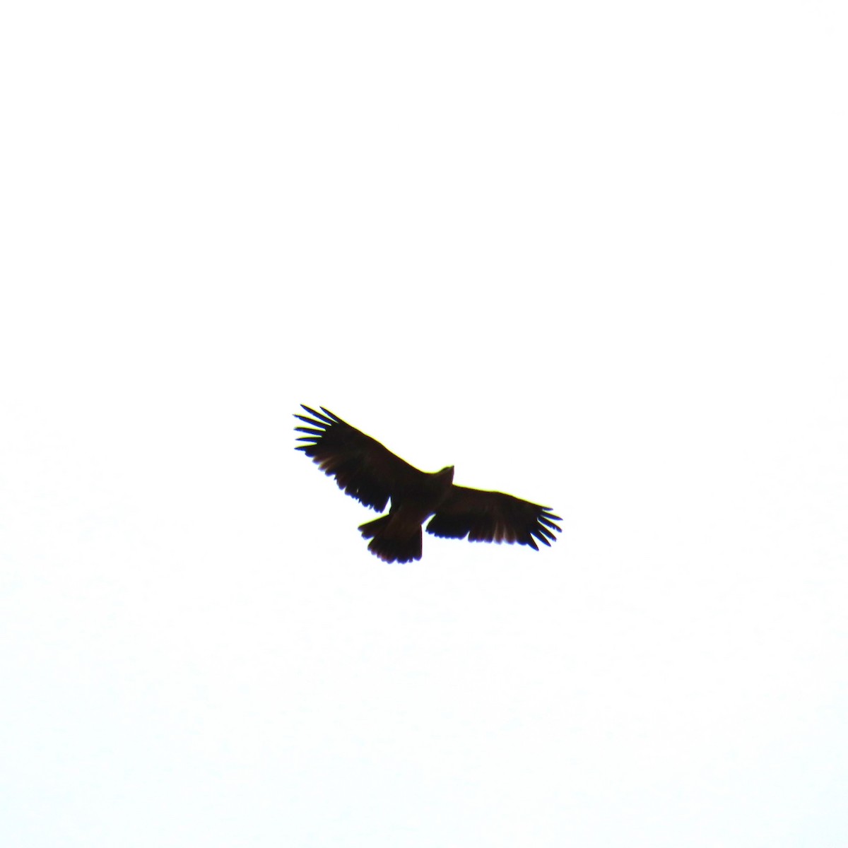 Águila Imperial Oriental - ML642295121