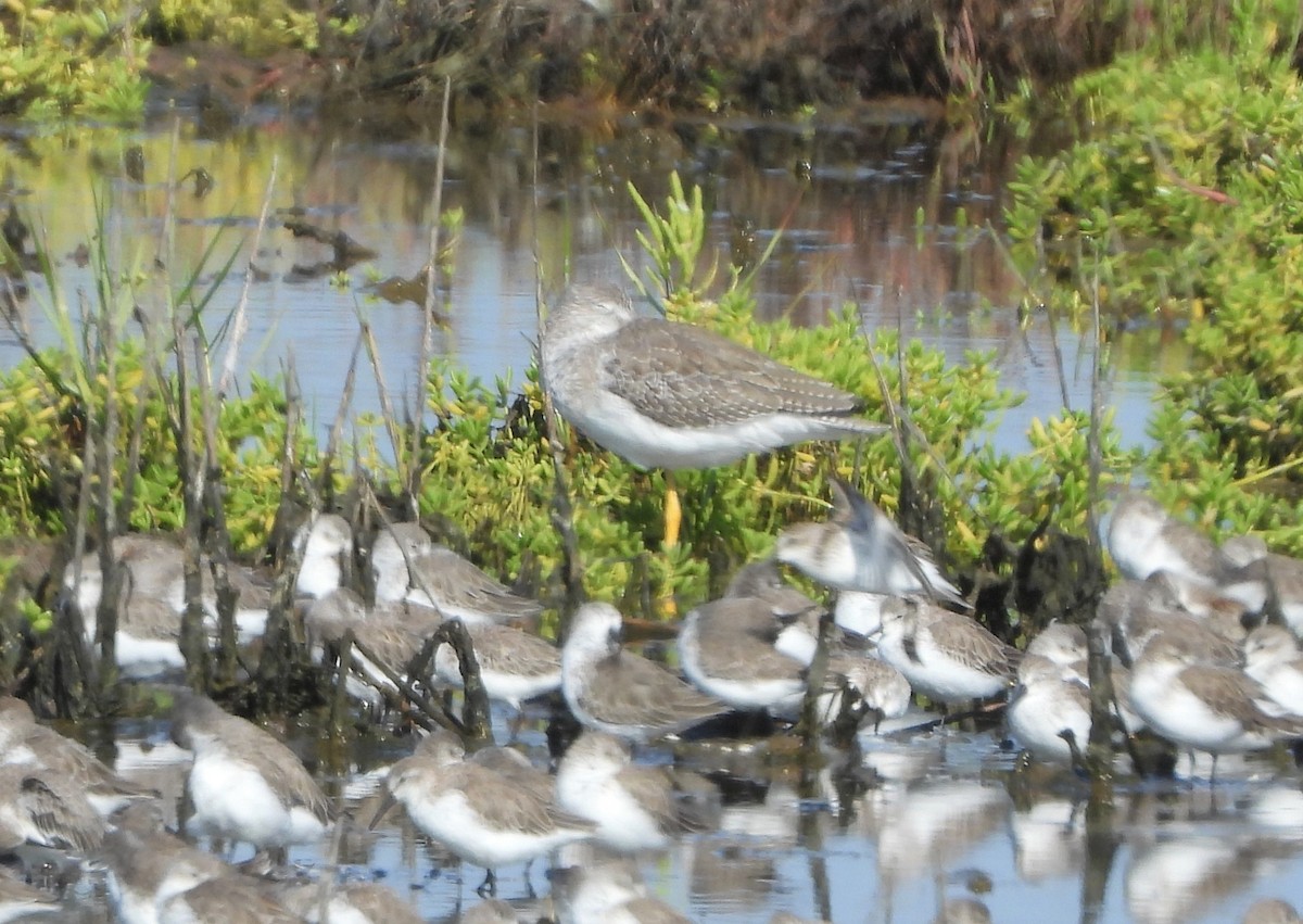 Greater Yellowlegs - ML642295137