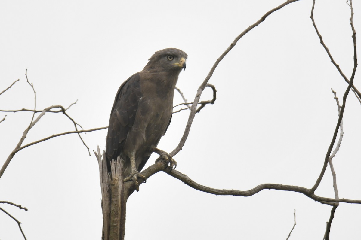 Western Banded Snake-Eagle - ML642295143