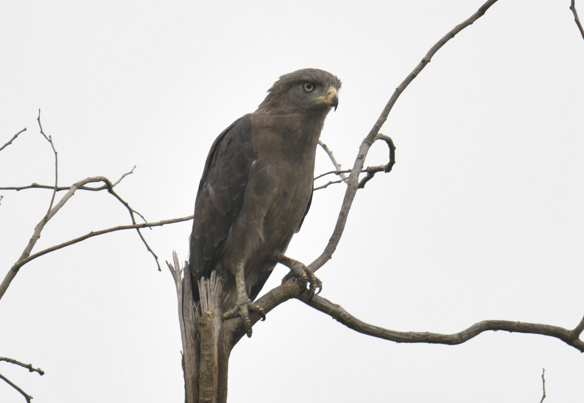Western Banded Snake-Eagle - ML642295144