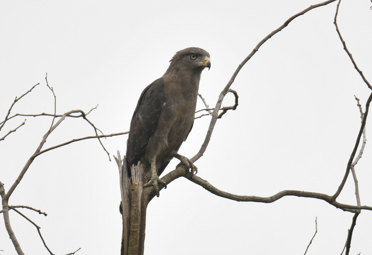 Western Banded Snake-Eagle - ML642295145