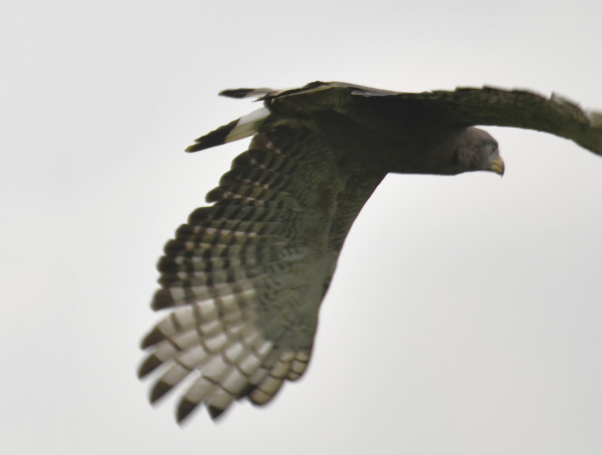 Western Banded Snake-Eagle - ML642295146