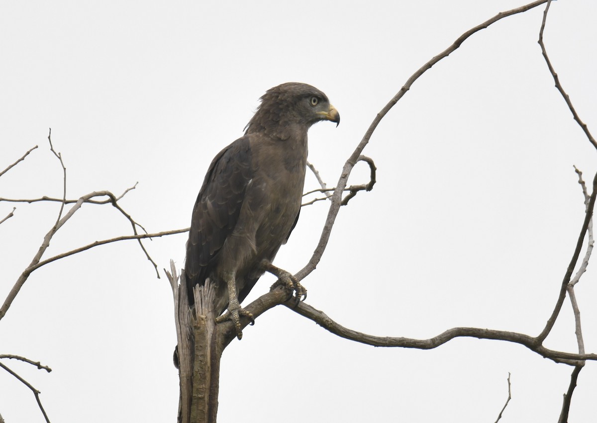 Western Banded Snake-Eagle - ML642295147