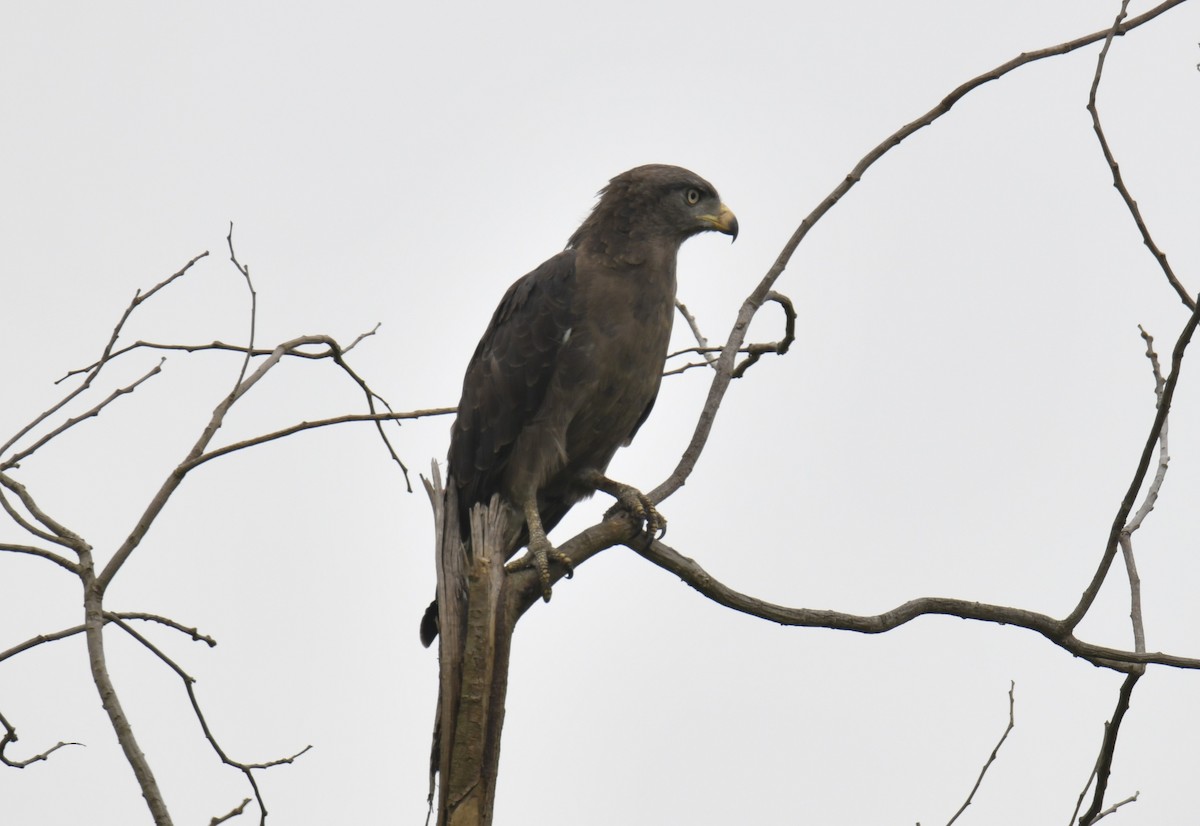 Western Banded Snake-Eagle - ML642295148