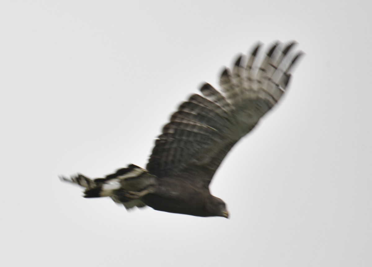 Western Banded Snake-Eagle - ML642295149