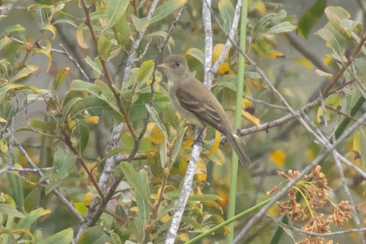Willow Flycatcher - ML642295158